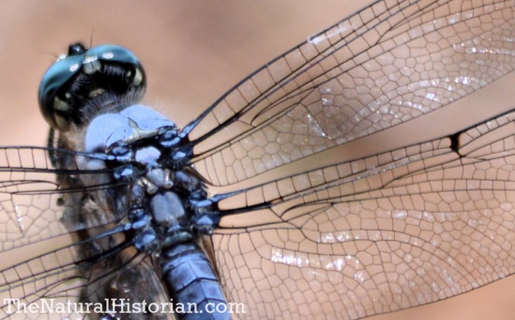 Dragonfly in the Currituck Banks Reserve, Corolla, NC, June 2014. Image: Joel Duff