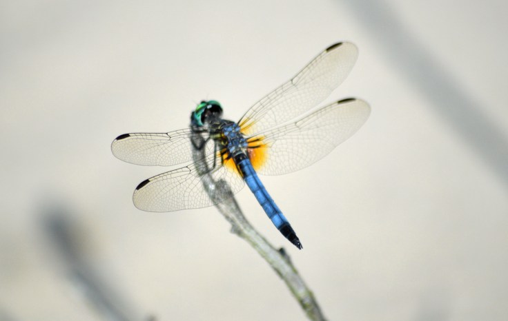 blue-green-head-yellow-spot-dragonfly1600px