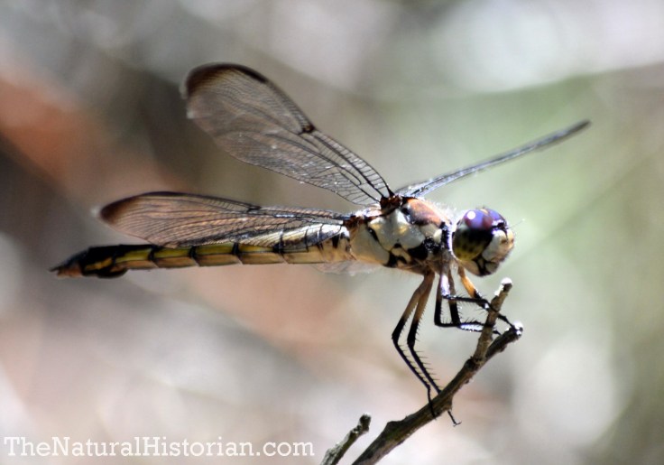 Dragonfly in the Currituck Banks Reserve, Corolla, NC, June 2014. Image: Joel Duff