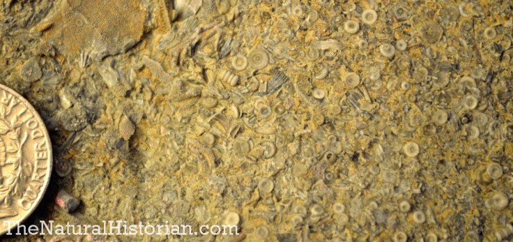 Close-up of Ordovician Period limestone just south of Cincinnati in Kentucky overlooking the Ohio River. 