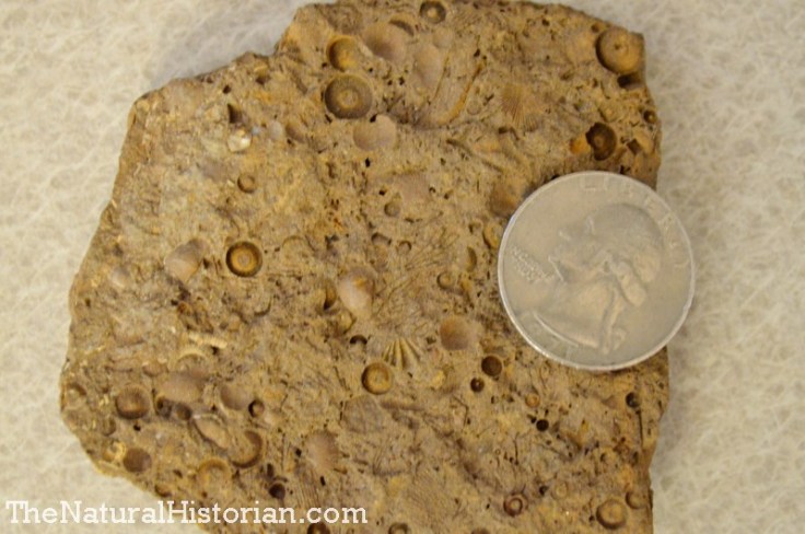 Ordovician Period limestone from Kentucky.