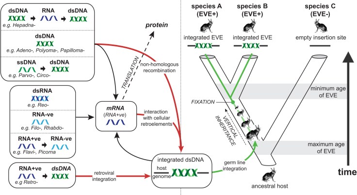 The right side of this figure shows an example of what to expect when a virus integrates itself into the genome. Once integrated the viral DNA is a part of a host genome and so is passed down from parent to offspring. It may become common in a species and if the species splits into two then both species will have the ancient viral DNA contained in their DNA. I this case it will be obvious that the two rabbit species had a common ancestor more recently than with the third species of rabbit since the third didn't share an ancestor with the viral integration.  EVE is an acronym for Endogenous Viral Elements.  Figure from Ref 2. 