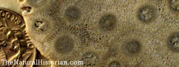 Close-up of fossilized coral.