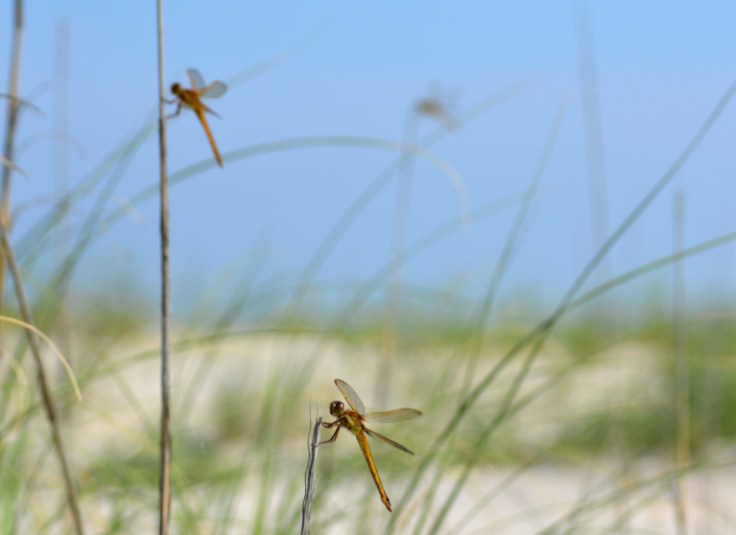 golden-dragonflies-dunegrass-outerbanks1600px