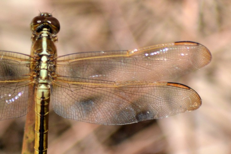 golden-dragonfly-close-1700px
