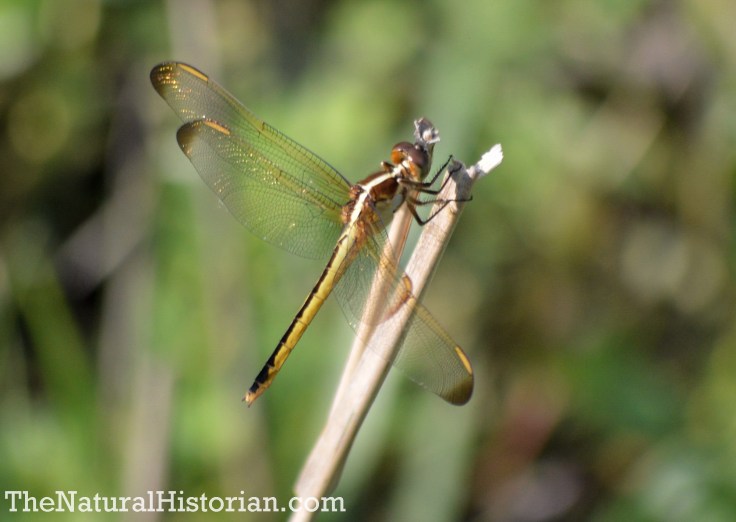 Dragonfly in the Currituck Banks Reserve, Corolla, NC, June 2014. Image: Joel Duff