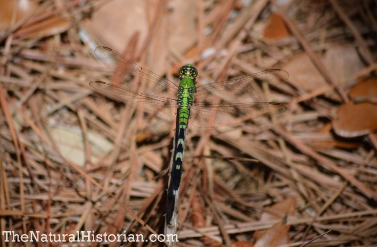 Dragonfly in the Currituck Banks Reserve, Corolla, NC, June 2014. Image: Joel Duff