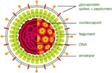 The structure of a herpes simplex virus. Like almost all viruses it consists of a coat of proteins surrounding the genetic material. The DNA holds the instructions for how to make all the proteins and assembly them back into a new virus.  But the virus can not make a copy of itself without entering into a host cell and getting it to read its DNA and carry out the instructions.  All viruses can be thought of as parasites on living cells. 