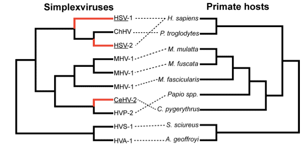 Wertheim et al. 2014, figure 1, comparing HSV phylogeny to primate phylogeny. Original caption: "General pattern of co-divergence for primate herpes simplex viruses and their Simiiforme hosts. Underlined viral taxa indicate phylogenetic incongruence, implying cross-species transmission events. Dashed lines connect virus to host species." 