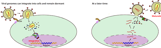 This HIV virus which causes AIDS in humans integrates its genome  directly into the host cells genome.  There it can stay dormant for days, months or years before activating and making new viruses.  When the later occurs the symptoms of AIDS appear. It is these viruses that integrate there genomes into their hosts genomes that are more likely to become molecular fossils. 
