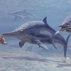 An ichthyosaur chomping on an ammonite.  Notice how similar this animal was to today dolphins.  Image from:  http://news.softpedia.com/news/The-Most-Northern-Pregnant-Ichthyosaur-36410.shtml