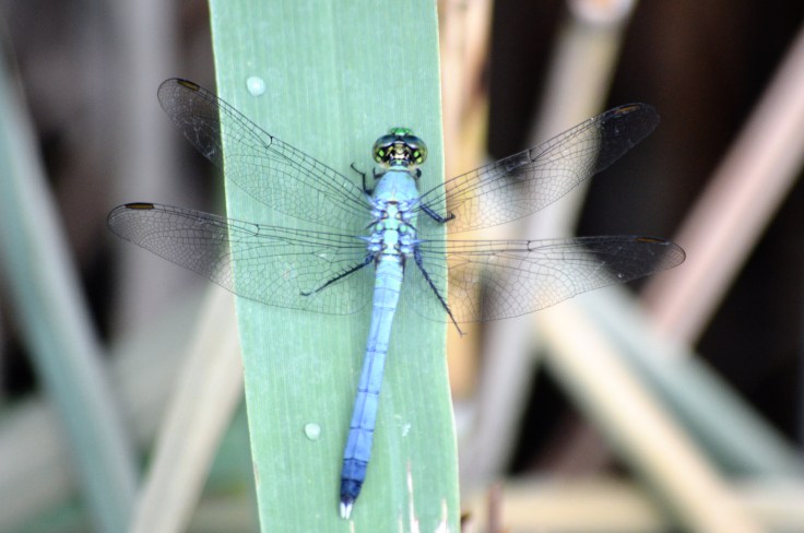 light-blue-dragonfly-green-head-1600px
