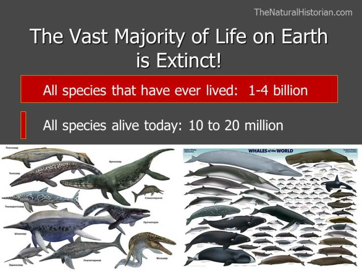 A slide from a recent presentation I made on the discovery of deep time illustrating the mind-boggling estimates of number of species that have lived on earth versus the number alive right now. The images are of extinct marine reptiles on the left and cetacean alive today on the right. Image: Joel Duff