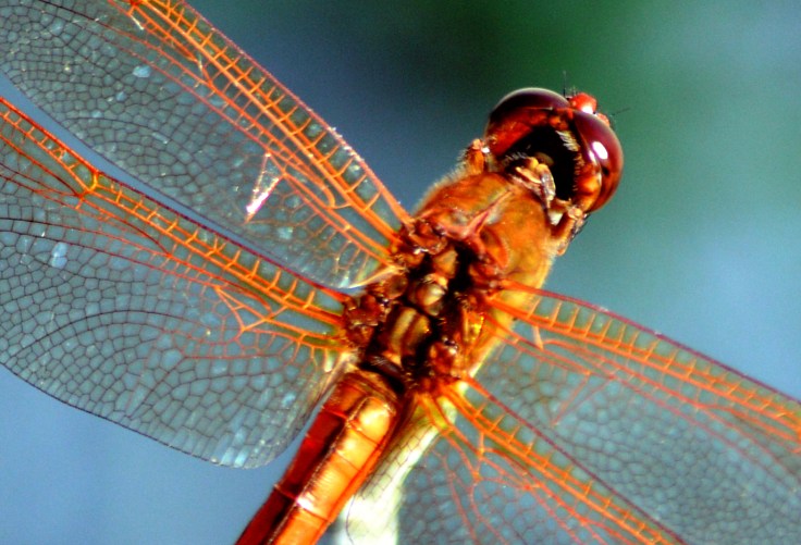 Orange-wings-dragonfly-close-up