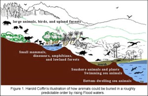 A typical argument of ecological sorting in the fossil record because of successive drownings of ecosystems during the onset of a global flood. This one is from Harold Coffin in "Origin by Design" from 1983.  Image from: 