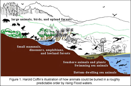 A typical argument of ecological sorting in the fossil record because of successive drownings of ecosystems during the onset of a global flood. This one is from Harold Coffin in "Origin by Design" from 1983. Image from: 