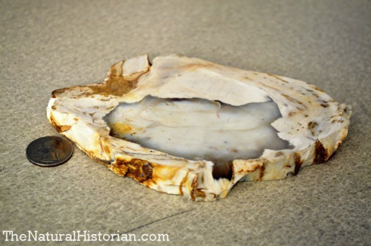 Sliced section of Eocene aged petrified wood from Colorado.  A high school student gave this to me as a gift for allowing him to use my lab to perform a science fair project.