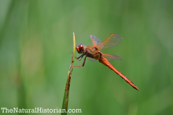 Dragonfly in the Currituck Banks Reserve, Corolla, NC, June 2014. Image: Joel Duff