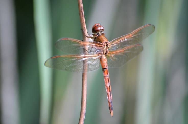 red-dragonfly-whaleheadwalk1600
