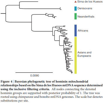 Fig. 7. Nature (2013) doi:10.1038/nature12788 A mitochondrial genome sequence of a hominin from Sima de los Huesos.  Matthias Meyer et al. 