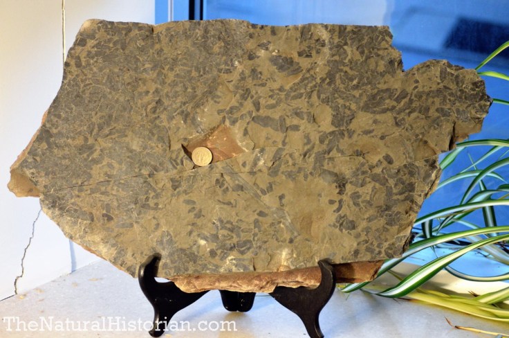 Tree fern leaves from coal beds in West Virginia.  