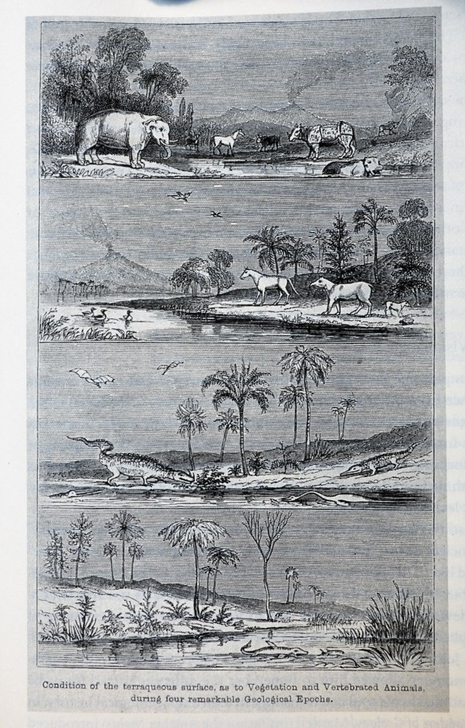 Engraving entitled "Conditions of the terraqueous surface as to Vegetation and Vertebrated Animals during four remarkable Geological Epochs.  Engraving by John Whichelo for Joshua Trimmer's textbook Practical Geology.  