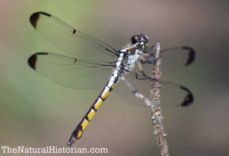 Dragonfly in the Currituck Banks Reserve, Corolla, NC, June 2014. Image: Joel Duff