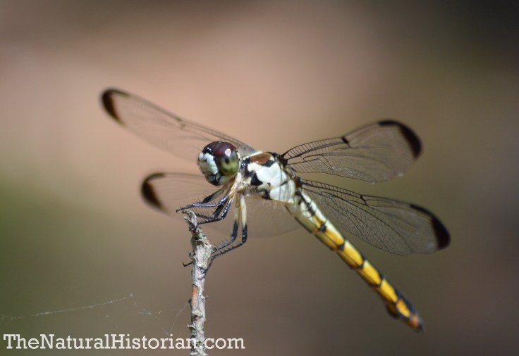 Dragonfly in the Currituck Banks Reserve, Corolla, NC, June 2014. Image: Joel Duff
