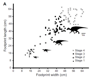 Figure showing 127  measured hadrosaur footprints from the Denali site in Alaska.  This figure if from Fiorillo et al. Geology 2014. 