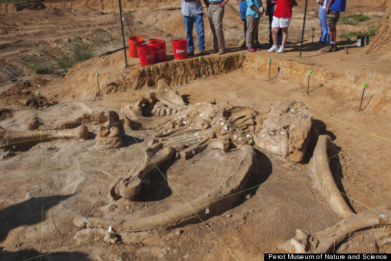 Wooly mammoth skeleton unearthed in North Texas.  Photo: Perot Natural History Museum. 