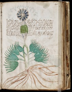 A plant? from the Voynich manuscript written in the 15th century.  Was the author thinking of alien worlds when he wrote and illustrated this book?  The book has defied translation and interpretation since its discovery. The plants are so bizarre we would be hard-pressed to imagine anything more alien today. 