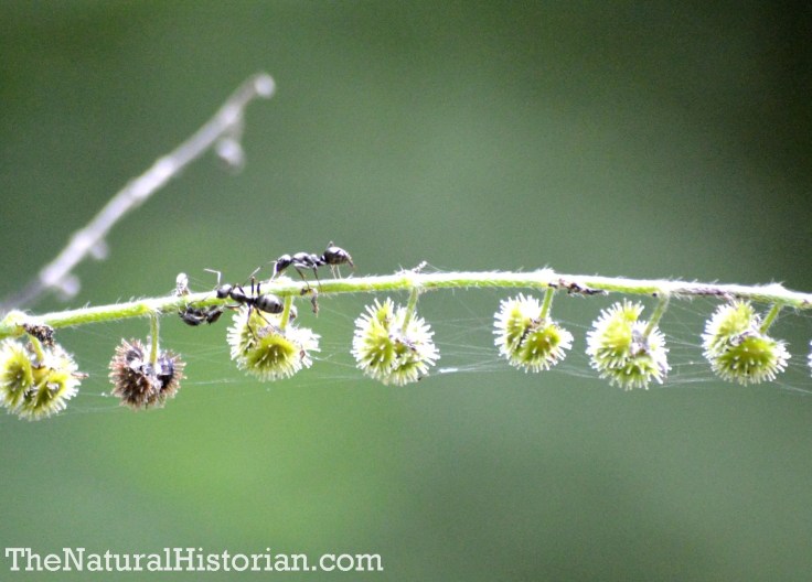 Ants on fruiting plant