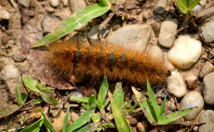 Caterpillar-springfieldbog1500