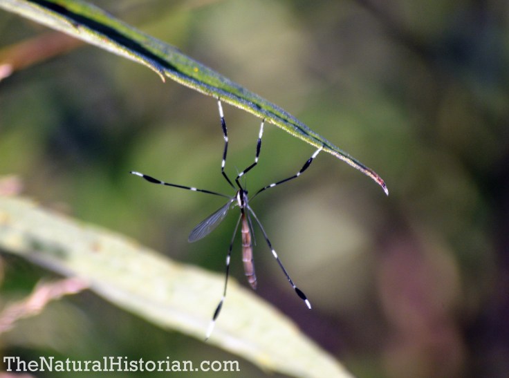 Black and white crane fly (about 1 1/2 inches long)