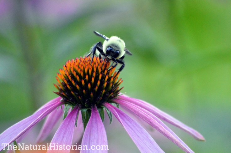Bee on Echinacea purpurea (Purple Coneflower)
