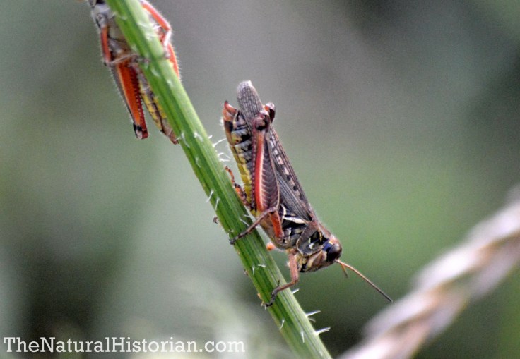 grasshopper-boettler-park-1800px
