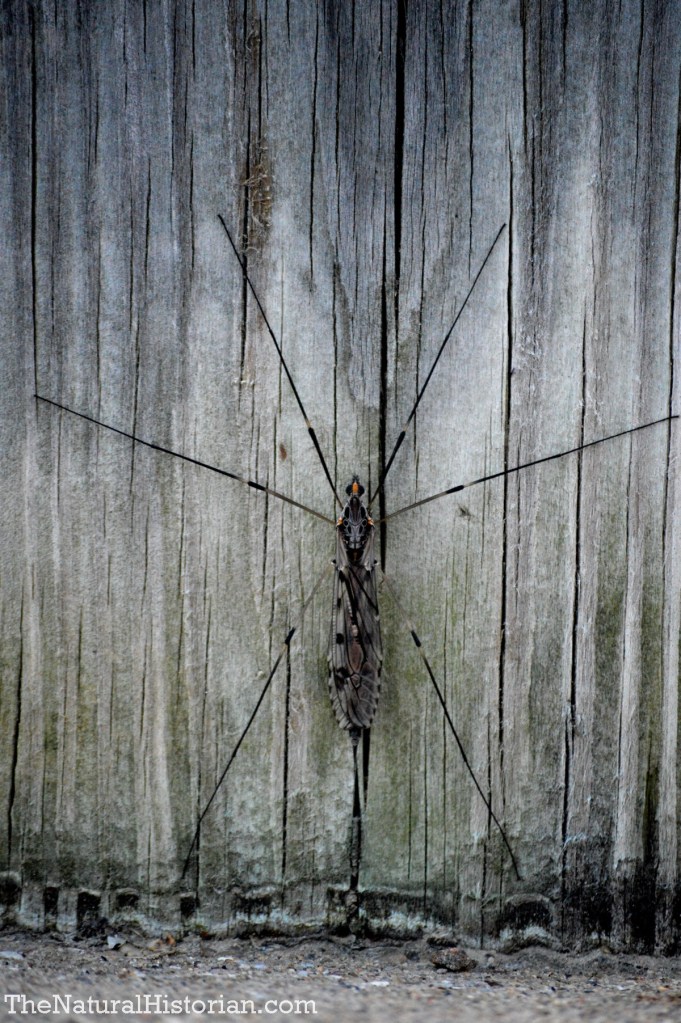 Large cranefly (6 inches)