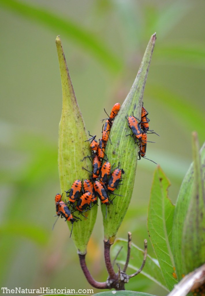 Immature milkweed bugs