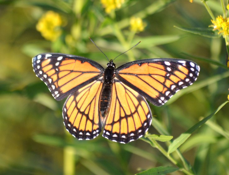 A viceroy butterfly (not a monarch butterfly)