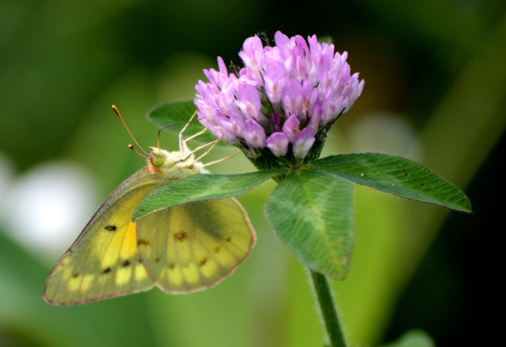 Yellow-butterfly-springfieldbog1500