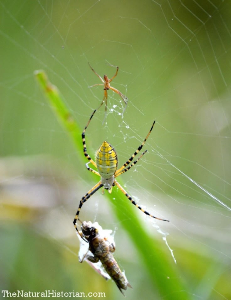 Yellow and black common garden spider.  The large one is the female and the small spider is the male.  The male is rarely seen so I was happy to get this shot and the wrapped up grasshopper was another bonus. 