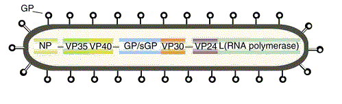 Simplified diagram of the Ebola genome.  It consists of only 7 gene - pieces of programming.  Both the Ebola and Marburg viruses have the same genes in the same order. They, and their different strains, differ in the exact genetic code (AUCGs) that makes up the RNA genome. 