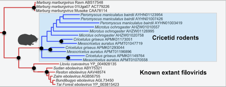 A portion of Fig 1 from ?? et al (2014) showing a relationship tree of gene sequences from strains of Marburg and Ebola virus along with the sequences obtained from voles and hamsters (the blue lines).  The length of the line represents the amount of genetic divergence (ie. how many DNA differences there are).  Not unexpectedly, the rodent seqences show the most differences since from each other since the virus is nonfunctional and thus there is no natural selection to maintain the fidelity of the sequence in the rodents.  