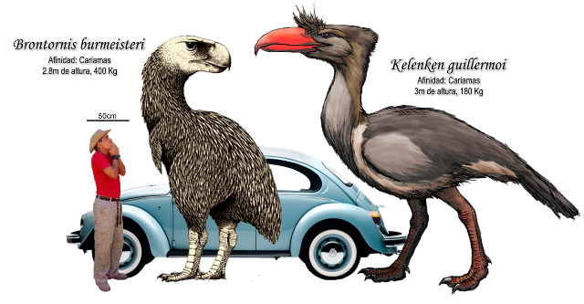 Reconstructions of two terror birds from South America. These flightless birds only lived in South America.  These are birds you would want to meet without some protection.   The lack of predators in South America probably helped to allow these birds to grow to such enormous size.  Image from http://palaeos-blog.blogspot.co.uk/2010/12/titanes-aves.html