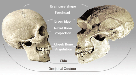 A comparison of human and Neanderthal skulls showing some of the typical differences. 