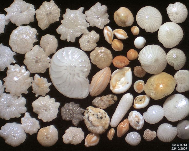Some modern shells, called tests, of foraminifera extracted from beach sand in Maymar. By Psammophile [GFDL (http://www.gnu.org/copyleft/fdl.html) or CC BY-SA 3.0 (http://creativecommons.org/licenses/by-sa/3.0)], via Wikimedia Commons Tests of foraminifera extracted sand from the beach of Ngapali (Myanmar)