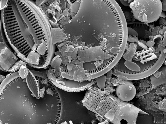 Scanning electron microscope image of broken bits of diatoms.  Massive deposits with countless number of these glass remains are found all around the world and through the upper 1/3 of the geological column.  