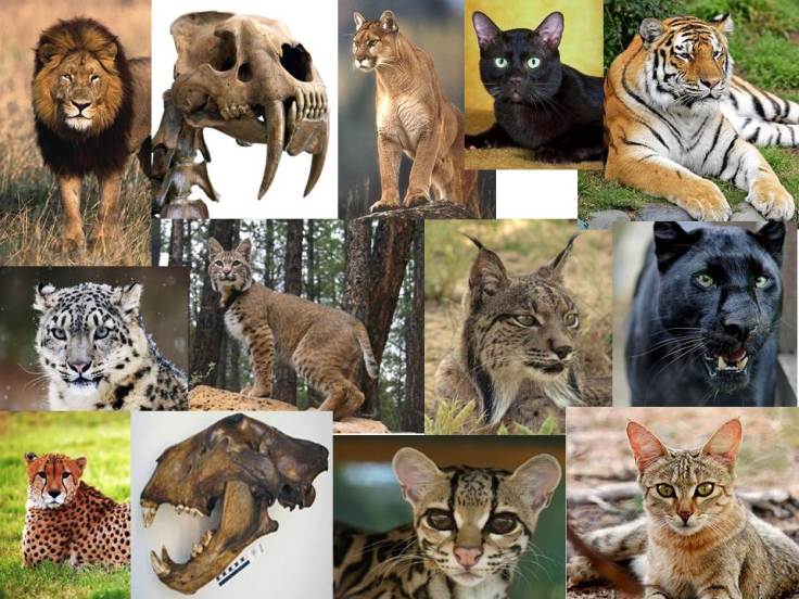 Cat-diversity-slide-creationism