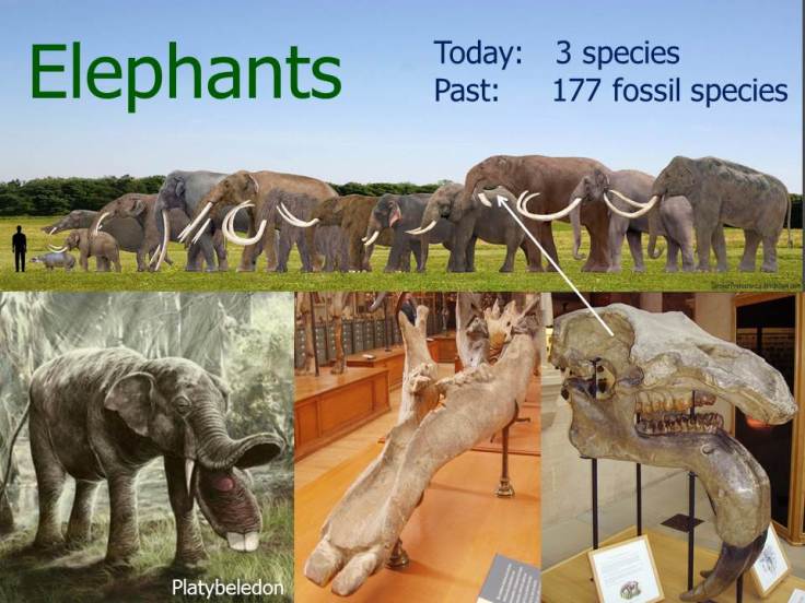 Elephant-diversity-presentation-slide