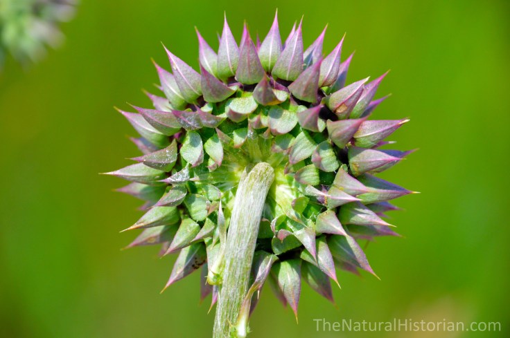 Thistle-behindflower